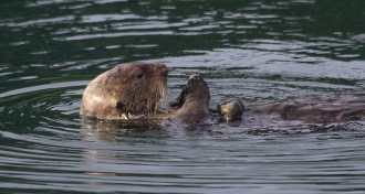otter with rock
