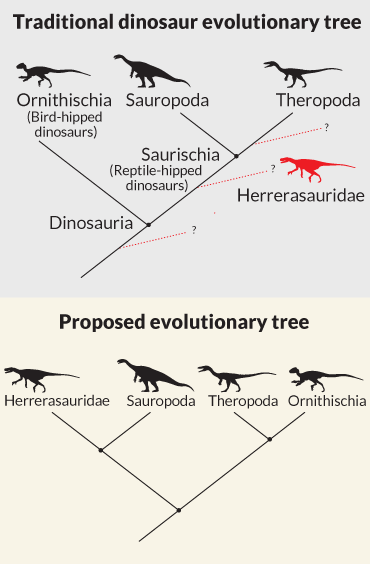 dino phylogeny