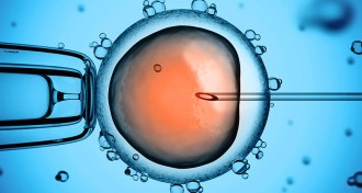 human embryo