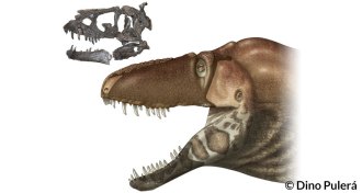 Daspletosaurus horneri tyrannosaur
