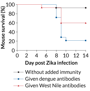 ONE-TWO PUNCH Outcomes of Zika infections for mice depended on whether certain viral antibodies were present in their systems. Most of the mice given plasma free of dengue or West Nile antibodies prior to being exposed to Zika survived. The opposite was true for most mice given plasma that contained dengue antibodies. A little less than half the mice given plasma with West Nile antibodies died.