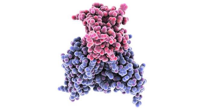 dengue antibody and dengue virus