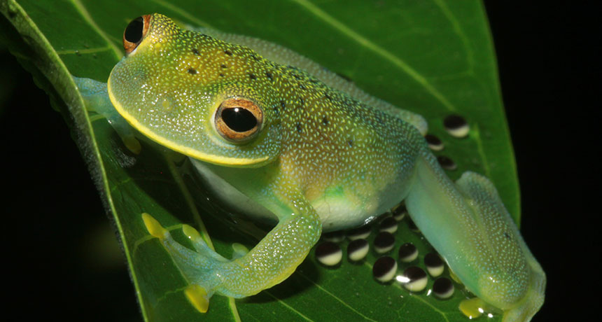 Cochranella granulosa glass frog