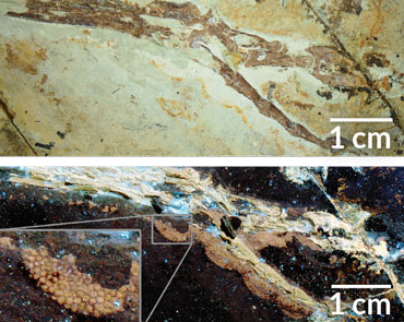 Anchiornis fossil feet