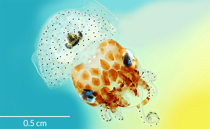Hawaiian bobtail squid