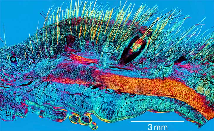 polarized light microscopy image of cat skin