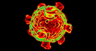 reovirus