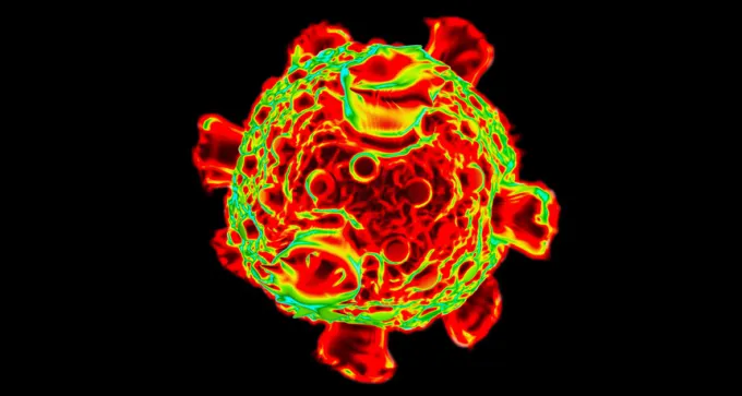 reovirus