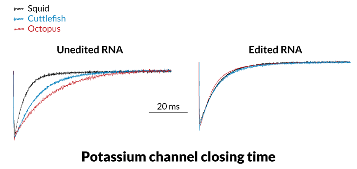 cephalopod potassium channel graph