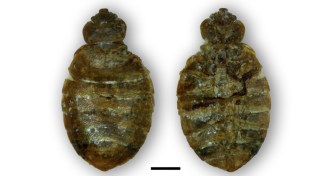 remains of bedbug relative
