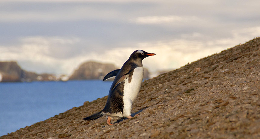 Gentoo penguin