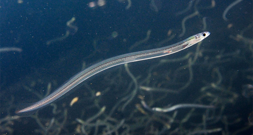 juvenile European eel