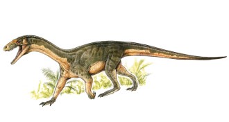 Teleocrater rhadinus