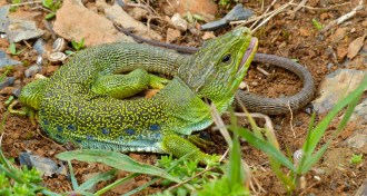 ocellated lizard