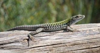 wall lizard