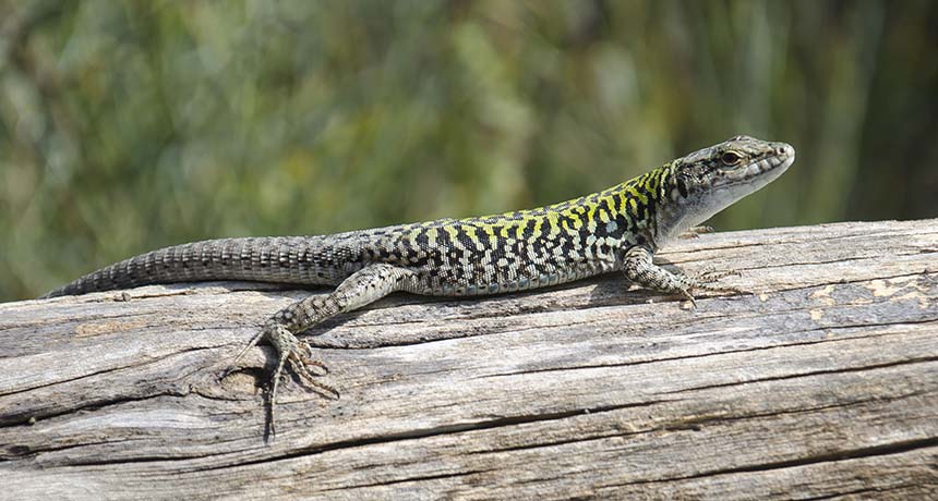wall lizard