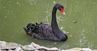 black swan