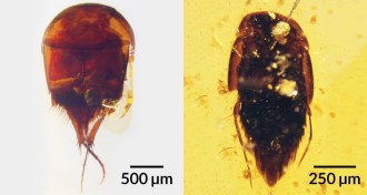 beetle fossils