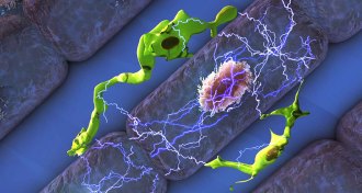 macrophages and heart cells