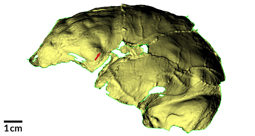 casts of Homo naledi’s brain