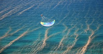 aerial view of Trichodesmium microbes