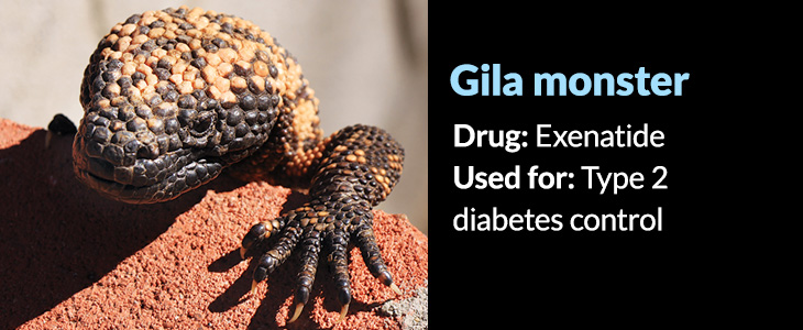 Gila Monster