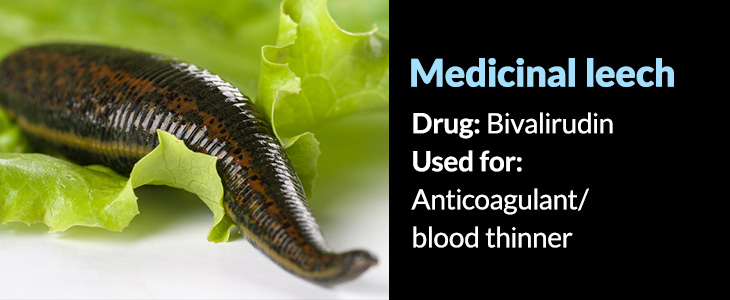 Hirudo medicinalis
