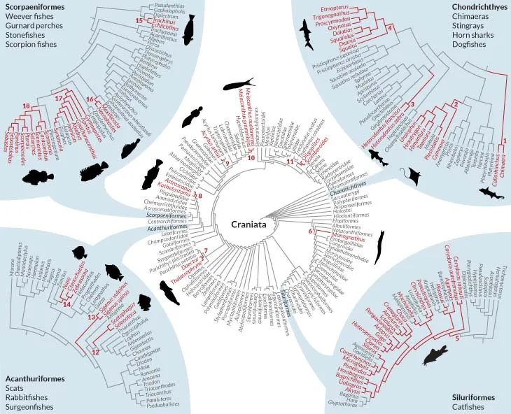 phylogeny