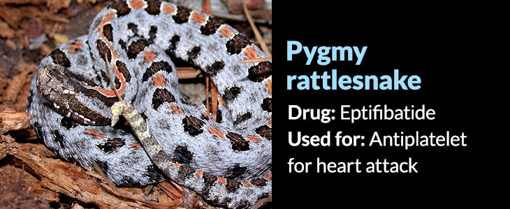 Sistrurus miliarius barbouri