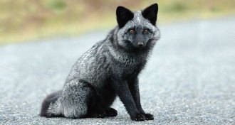 wild silver fox