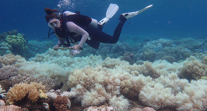 diver looking at bleached corals