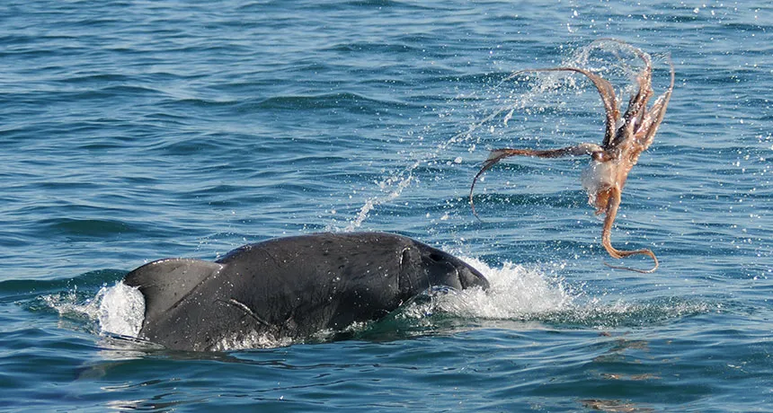 dolphin flinging an octopus