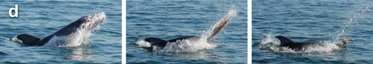 dolphin shaking an octopus