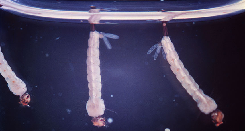 Aedes aegypti larvae