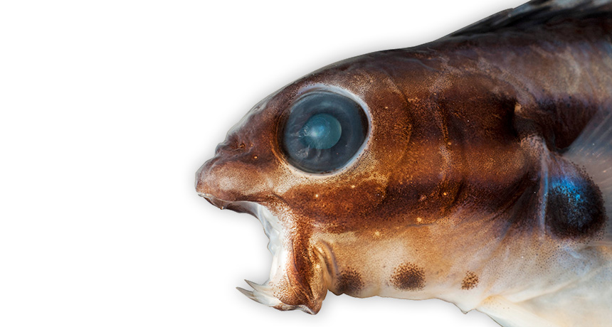 Meiacanthus grammistes