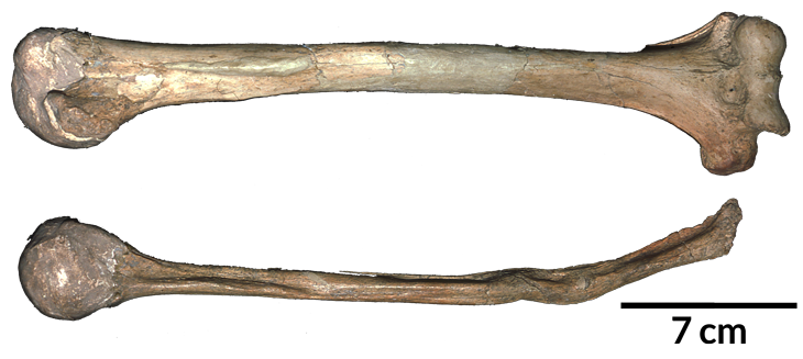Neandertal bone