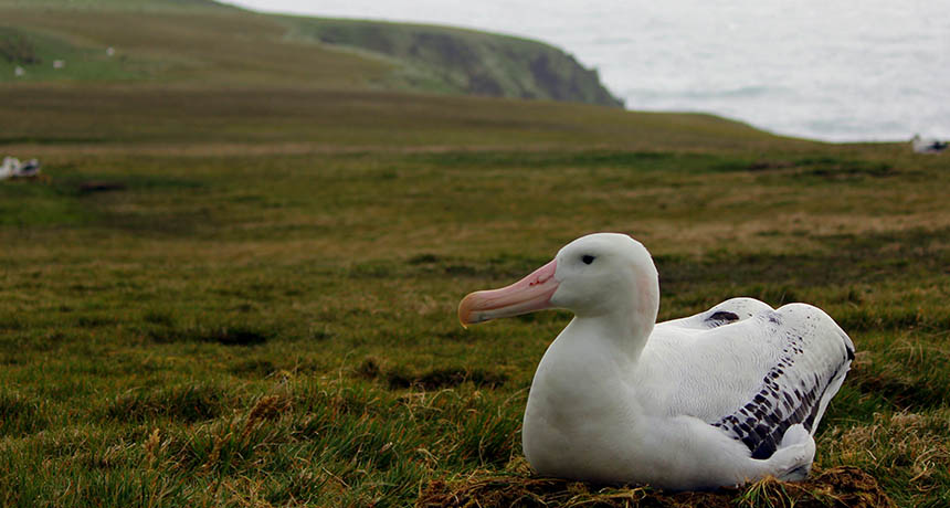 wandering albatross