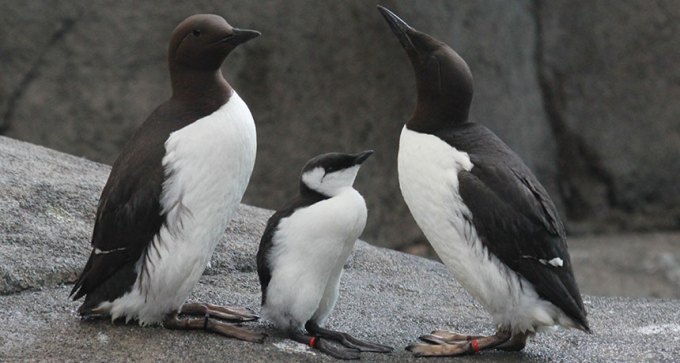 Common murres