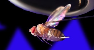 fruit fly