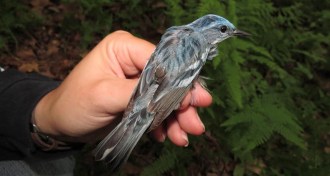 Cerulean warbler