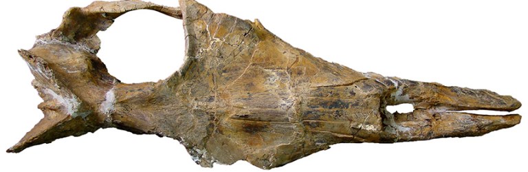 Mystacodon skull