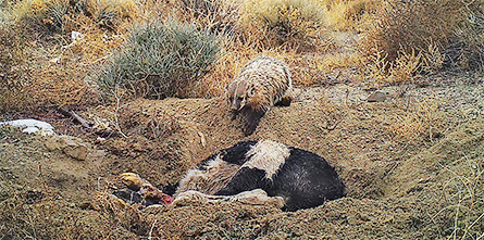 badger burying cow