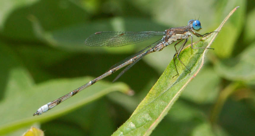 damselfly