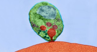 Plasmodium falciparum