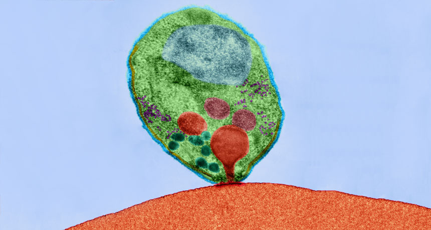 Plasmodium falciparum