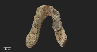 Graecopithecus jaw