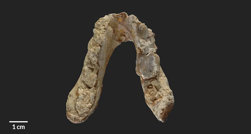 Graecopithecus jaw
