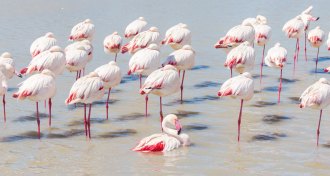flamingos