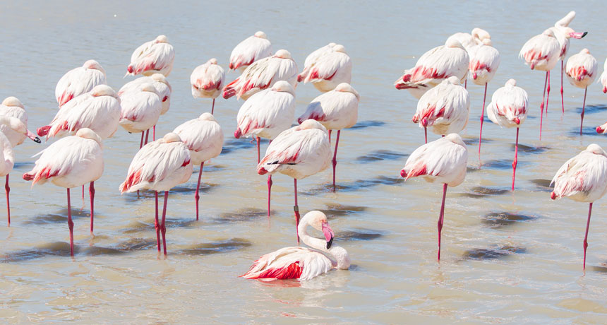 flamingos