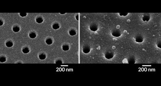 antibody-coated chip